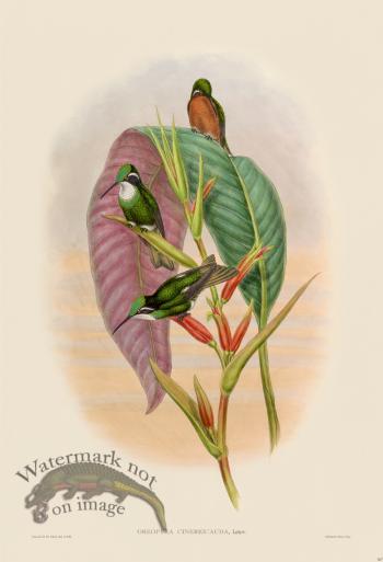 Gould Hummingbird 367